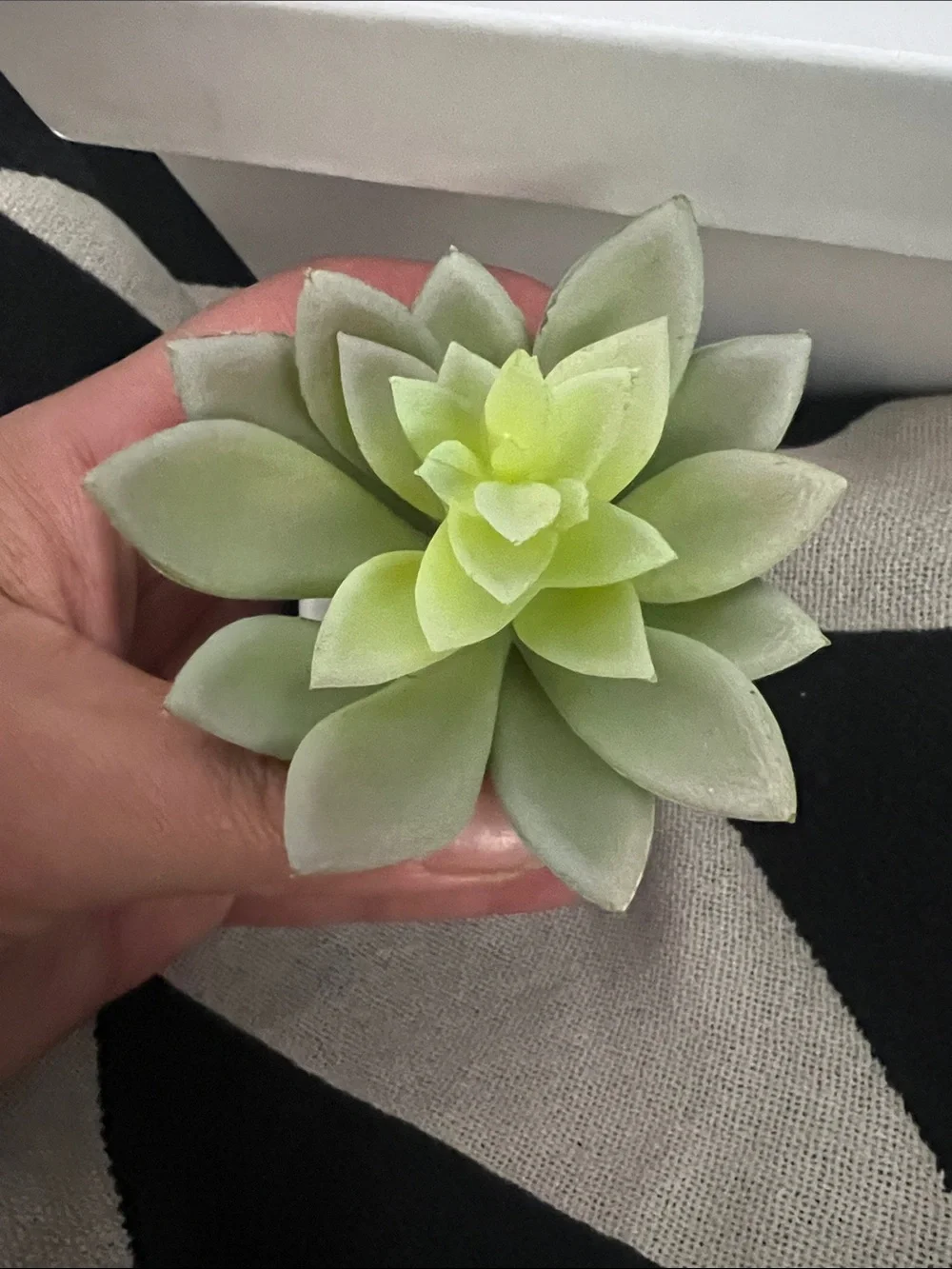 Artificial Succulent in White Ceramic Pot - Super Cute